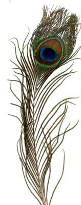 Fjaðrir , strúts