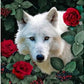 Diamond painting - White wolf & roses 38x38sm