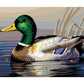 Diamond Painting - Drake