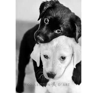 Diamond painting - Black & white puppies  19x27sm